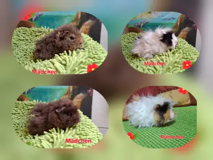 Süße, liebe Lunkarya-Meerschweinchen
