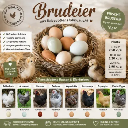 Hühner-Bruteier