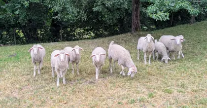 Verkaufe Merino-Lämmer weiblich