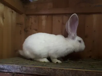 Hase, Kaninchen