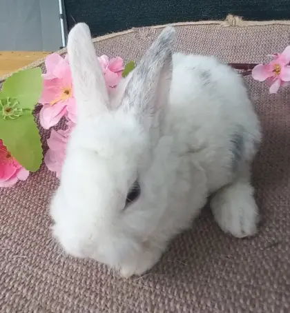 Zwergkaninchen Löwenkopf