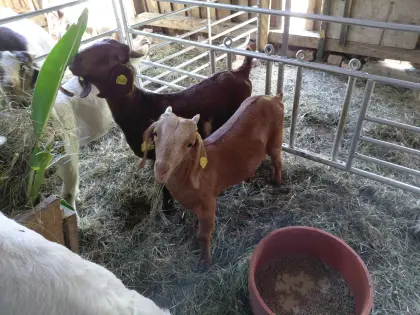 Burenziegenkitze
