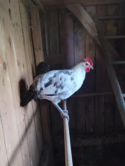 Ostfriesische Möwen
