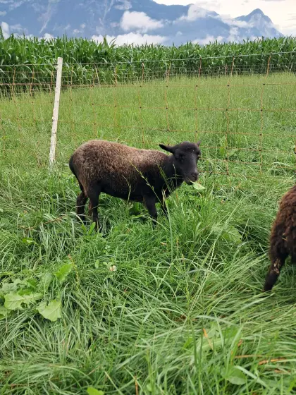 Ouessantschaf, Quessantschaf, Zwergschaf
