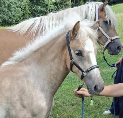 Haflinger Stutfohlen