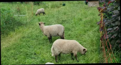 Shropshire