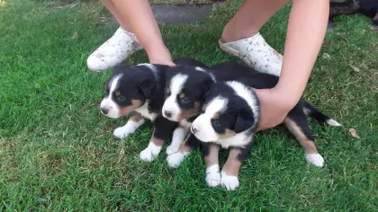 Appenzeller Sennenhund-Welpen