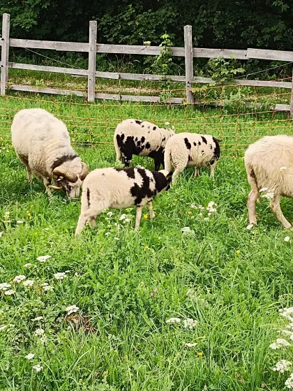 Waldschafe