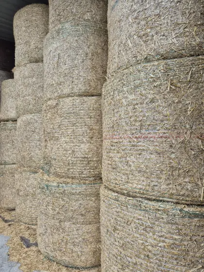Verkaufe Bio-Roggenstroh in Rundballen