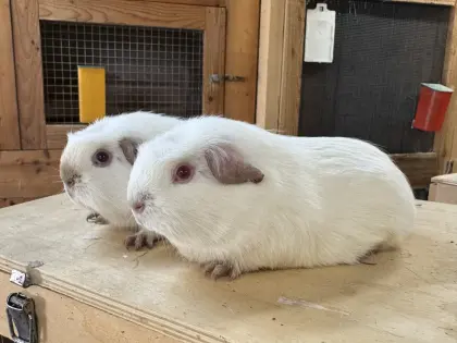 Himalaya, California Meerschweinchen