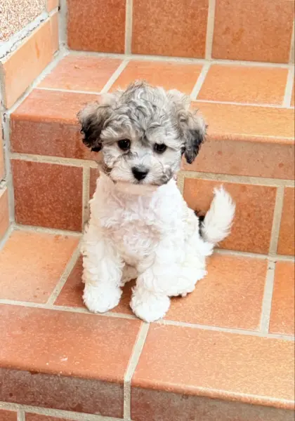 Bichonpoo (Bichon Frise mit Zwergpudel) mit AT
