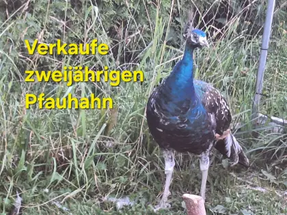 Pfauhahn