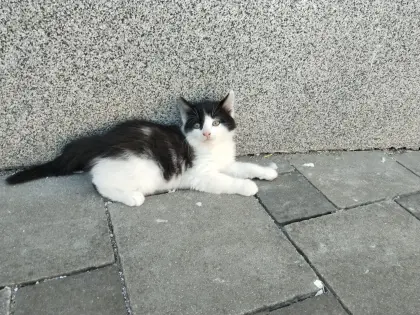 Babykatzen