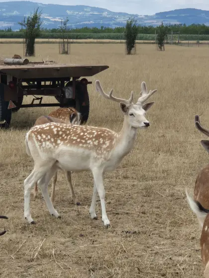 Damhirsch 3. Kopf