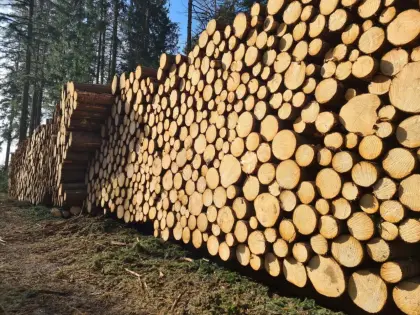 Forstdienstleistungen