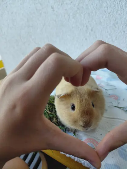 2 süße Meerschweinchenböckchen