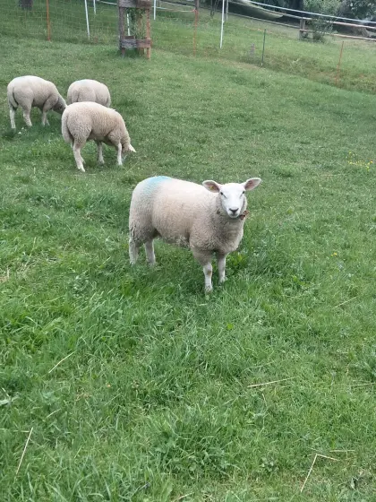 Texel Lämmer
