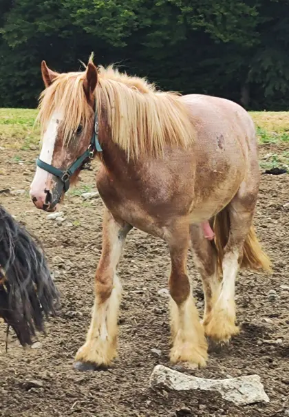 Irish Cob Hengst, Tinker DE JA VU DELUXE