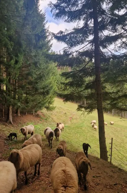 Braune Bergschaf-Lämmer