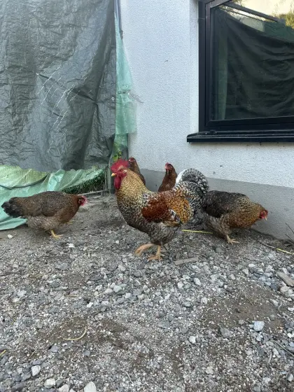 Bielefelder Kennhühner Stamm