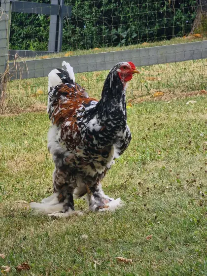Brahma-Hahn
