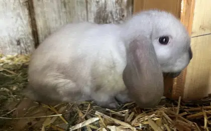 Kleine Hasen abzugeben