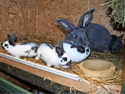 Suche Riesenhasen-Babys dringend