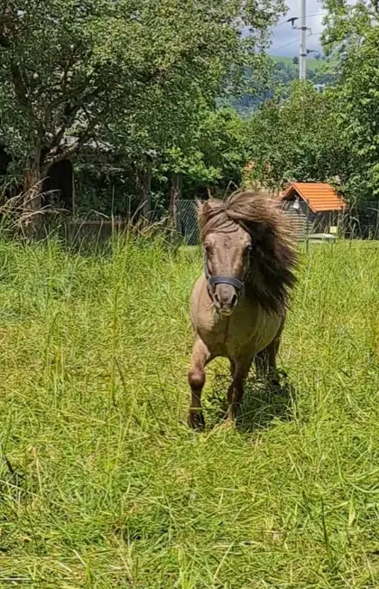 Mini-Shetlandpony-Hengst in Sonderfarbe