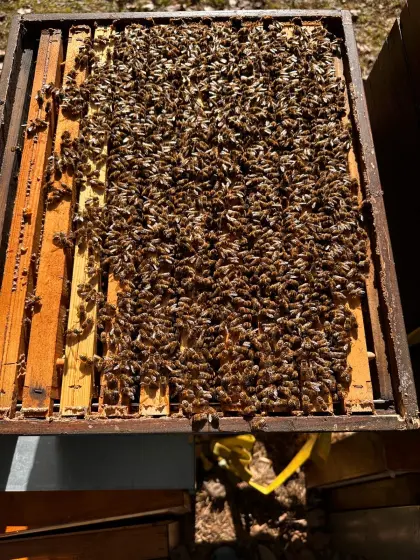 Bienen Völker