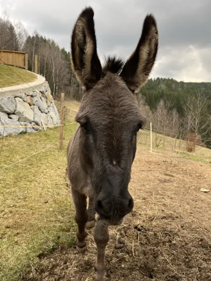 Eselhengst Tommy zu verkaufen