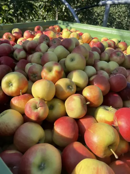 Suche Topaz Äpfel Ernte 2026