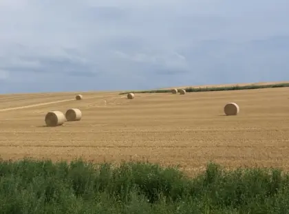Stroh-Rundballen 160 cm und Quaderballen, Weizenstroh