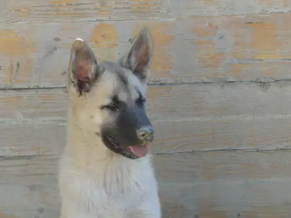 Welpen, Sandros Leisha Dog-Welpen (Wolfsschäferhund)