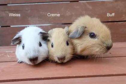 California-Meerschweinchen