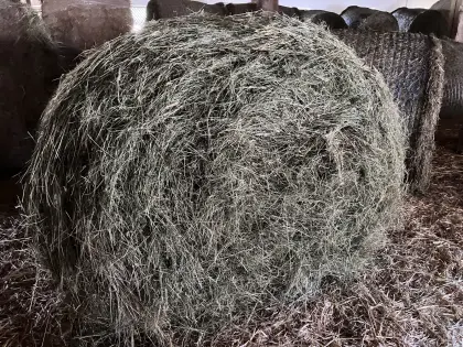Heu, Grummet, 2. Schnitt, Rundballen
