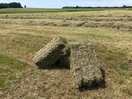 Kleinballen Heu