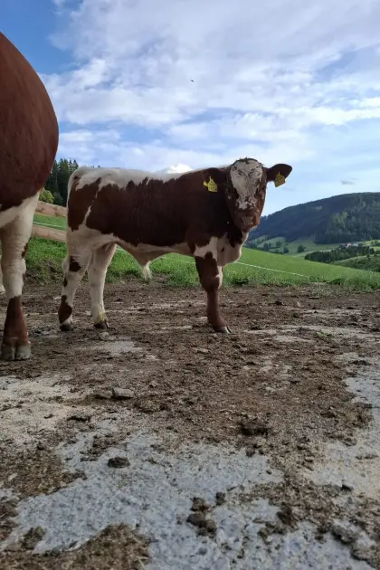 Pustertaler Sprinzen Stierkalb