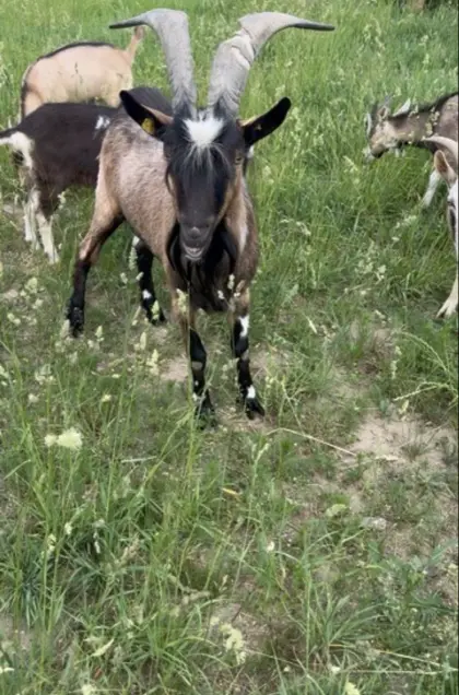 Ziegenbock