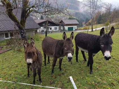 Eselstute trächtig und Eselstute 1-jährig