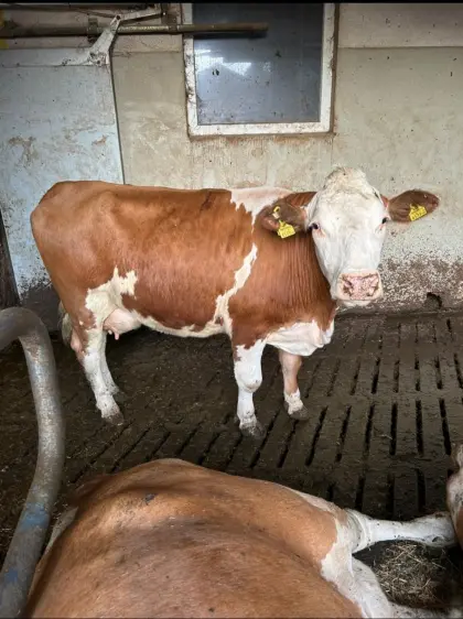 Milchkuh und Kalbinnen zu verkaufen