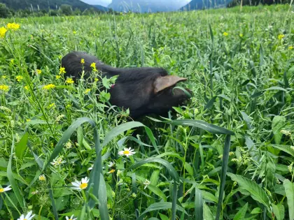 Alpenschweine Ferkel und Zuchttiere