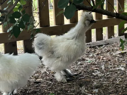 Seidenhuhn