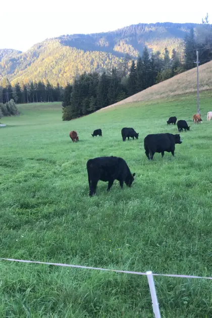 Angus-Rinder
