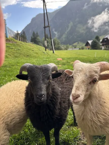 Verkaufe zwei junge männliche Ouessantschafe