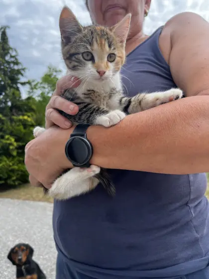 Babykatzen