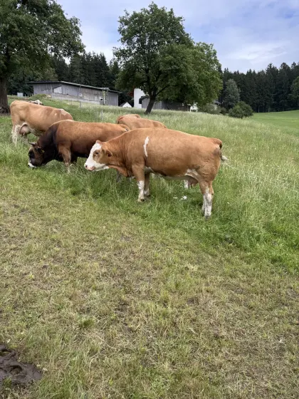 Verkaufe Mutterkuh