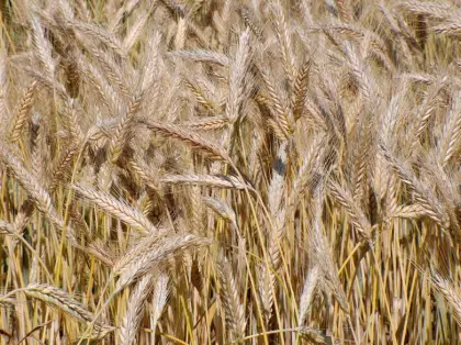 Bio-Triticale ab Feld