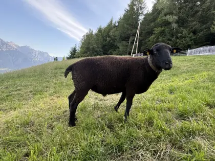 Jura-Widder