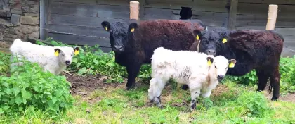 Reinrassiges Galloway-Stierkalb zu verkaufen