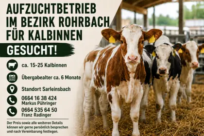 Aufzuchtbetrieb für Kalbinnen gesucht